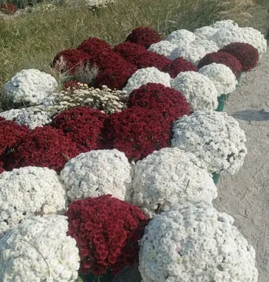 Xrizantema gullar 4xil rangi bor 1