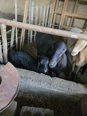 Ona bola urg'ochi qoy 1 chi bolasi yirik qoylar