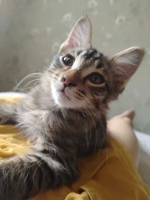 Отдам котят в добрые руки 1