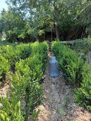 Shamshod tanga bargli 1