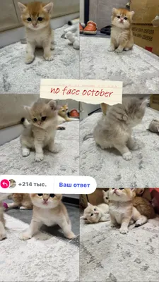 Ayol jinsiy azolarining yaqin plandagi videosi