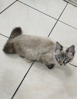 Mashhur shved porno aktrisasini onlayn tomosha qiling