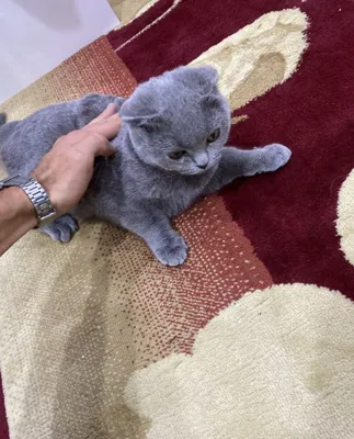 Шотландская вислоухая кошка 1