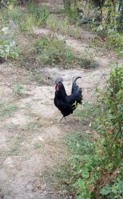Петушок породы Ухейилюй / домашний петушок