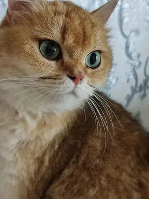 Продам Пепельной шеншила 1