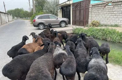 Продаются овцы и бараны 1