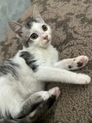 Отдам котят 1
