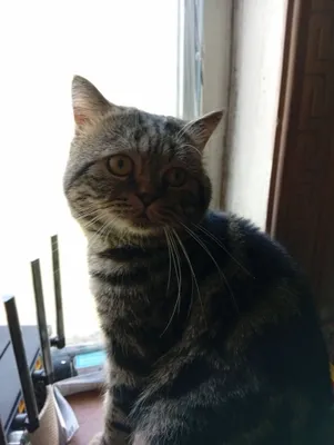 Продаются котята 1