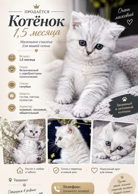Продаётся очаровательный котёнок 1