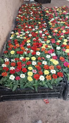 Оптовые цветы по низкой цене / Напрямую из теплицы 1
