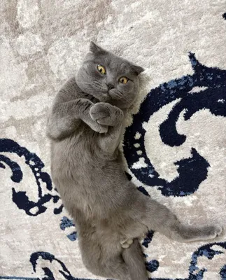 Кот Скоттиш страйт (серо-голубой) 1