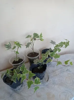 Продаются комнатные цветы 1