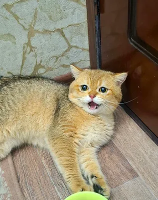 Скоттиш страйт шиншилла мальчик 1