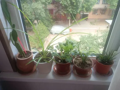 Gultuvakdagi gullar sotiladi, bittasi 10 ming 1