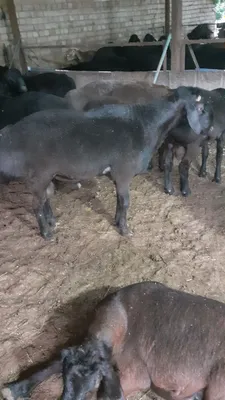 Есть овцы и бараны, цена от 4 000