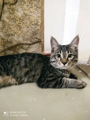 Kioskda porno tomosha qiling