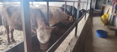 Продаются быки 1