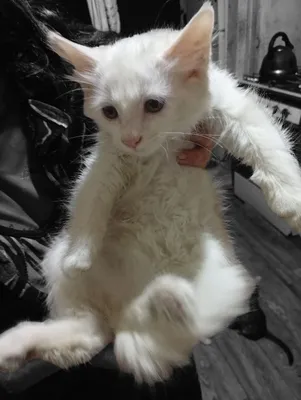 Oriq porno aktrisalar