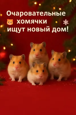 Хомячки очаровательные 1