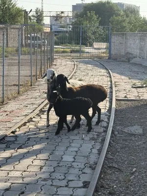 Qo’y баран sotiladi 1