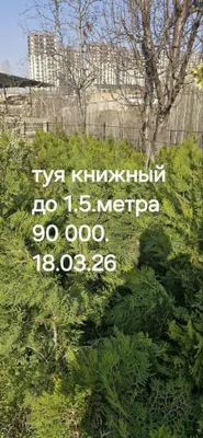 Дерево Туя книжная 1.5 метра
