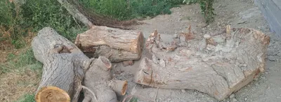 Продаются дрова 1