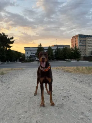 Yevropa dobermani kuchukchalari. 1