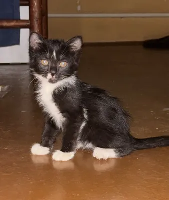4 котёнка отдаются в добрые руки, мальчики 1