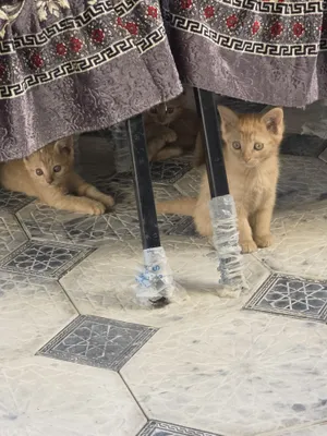 Пародистые кошки скотиш 1