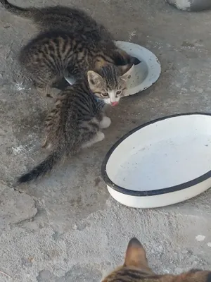Домашние четыре котёнка, отдам в добрые руки 1