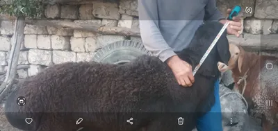 Зотдор кучкорлар 1