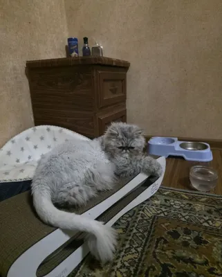 Barsik laqabli mushuk sotiladi 1