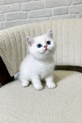 British shorthair point okras