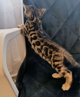 Бенгальские котята 1