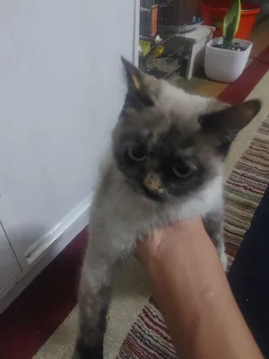 mushuk sotiladi aqlli va tarbiyali mushuk 1