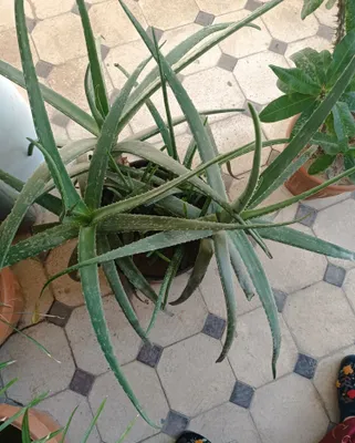 Gullar. Aloe Vera 1