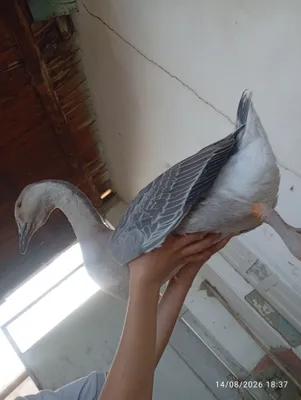 Продаётся гусь 1