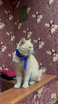 Продам породистых котят Мама:скотиф фолд Папа шотландский скотиш Страй 1