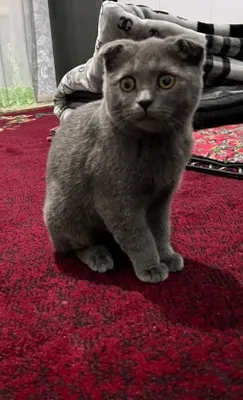 Шотландский весла ухий кот мальчик 1