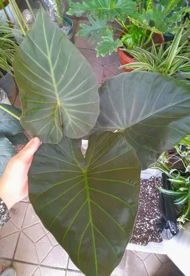 Alokaziya Regal Shilds