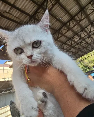 Котята шотланская серебристая шиншила 1