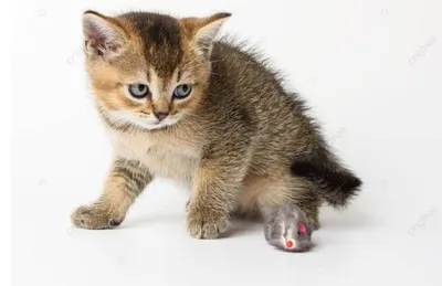 продается котенок шиншила
