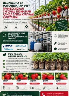 Саженцы клубники и системы полива теплиц 1