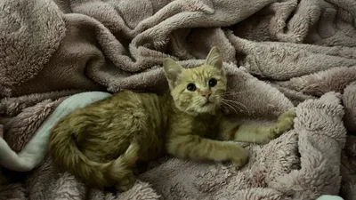 кошка 1