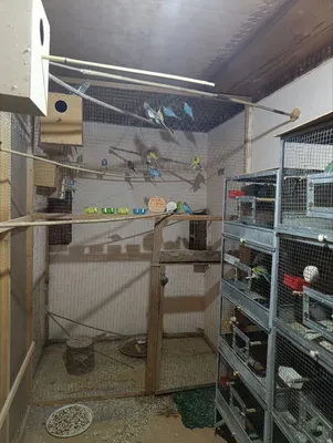 karella ishlavotkan qushla 1