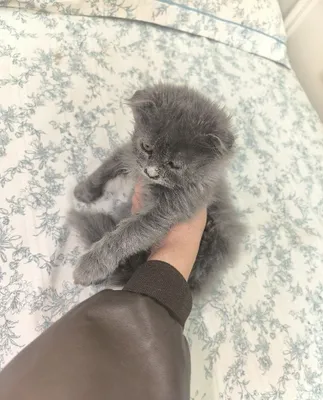 Продаются 2 породистых котёнка 1