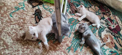 Котята Шодладского породы 1