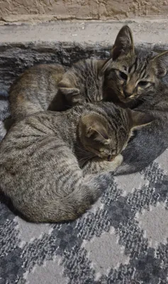 Mushukchalarni mehribon qo‘llarga beraman 1