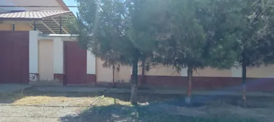 To'qmang'itda Kotej sotiladi 1