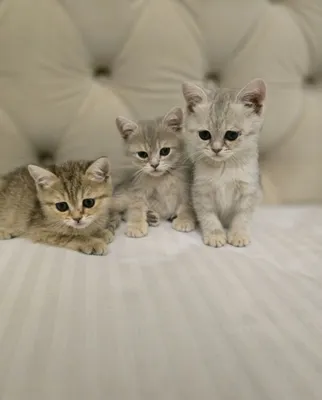 Красивые котята Silver 1